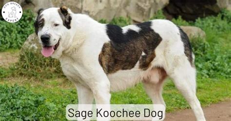 sage kuchi dog.